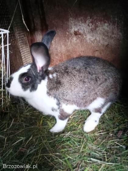 Króliki samiec mieszaniec