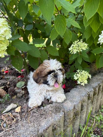 Piesek shih tzu