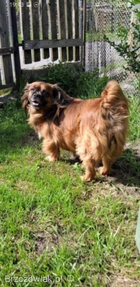 Mały,  domowy psiak PILNIE szuka domu po śmierci pana