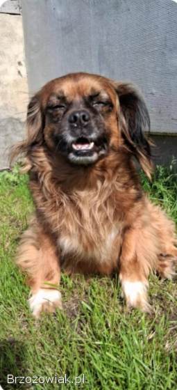 Mały,  domowy psiak PILNIE szuka domu po śmierci pana