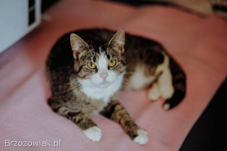 Wyjątkowa kotka szuka wyjątkowego domu!