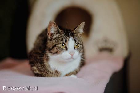 Wyjątkowa kotka szuka wyjątkowego domu!