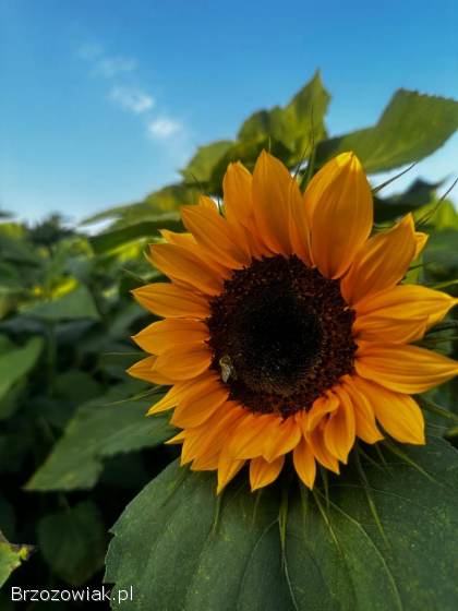 Słoneczniki na kwiat cięty