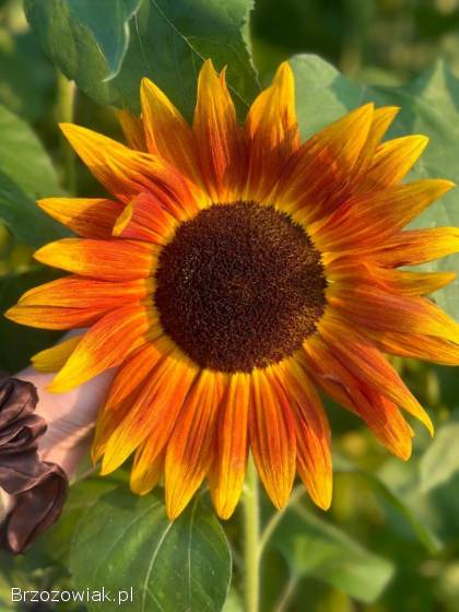 Słoneczniki na kwiat cięty