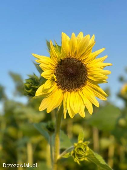 Słoneczniki na kwiat cięty