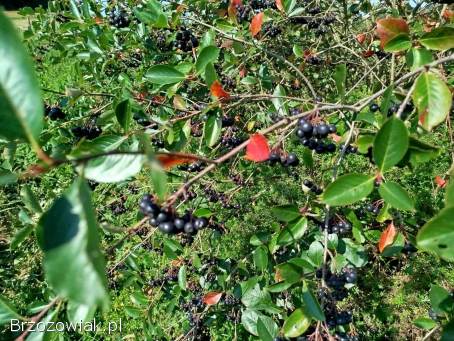 Aronia