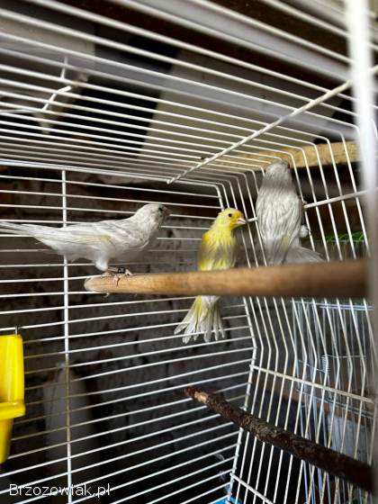 Sprzedam kanarki