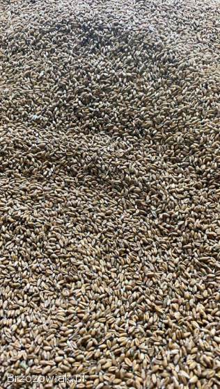 Pszenica jara tybalt