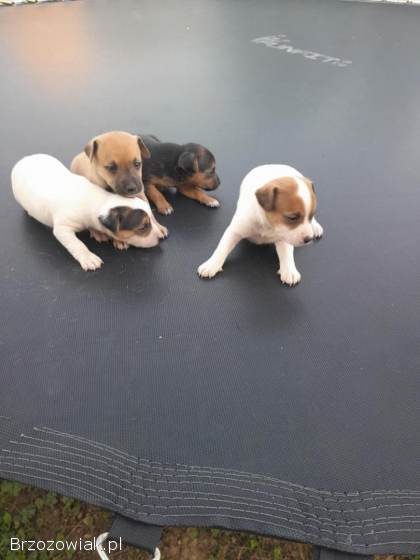 Sprzedam małe pieski.