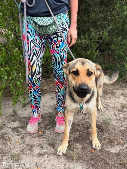 Magnus -  młodziutki,  wesoły psiak szuka domu!