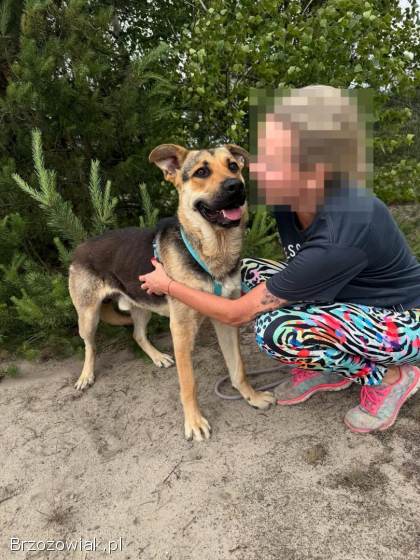 Magnus -  młodziutki,  wesoły psiak szuka domu!