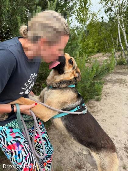 Magnus -  młodziutki,  wesoły psiak szuka domu!