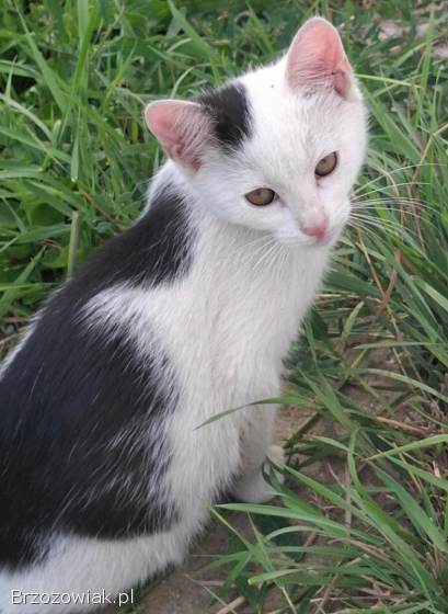 Oddam pilnie kotki