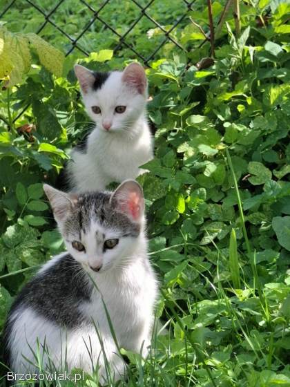 Oddam pilnie kotki