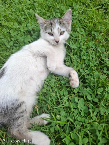 Oddam pilnie kotki