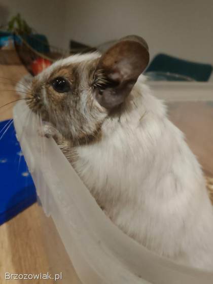 Opieka hotel dla królika świnki zwierząt