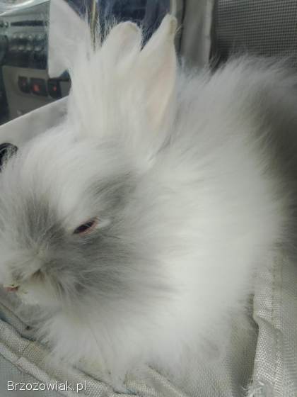 Opieka hotel dla królika świnki zwierząt