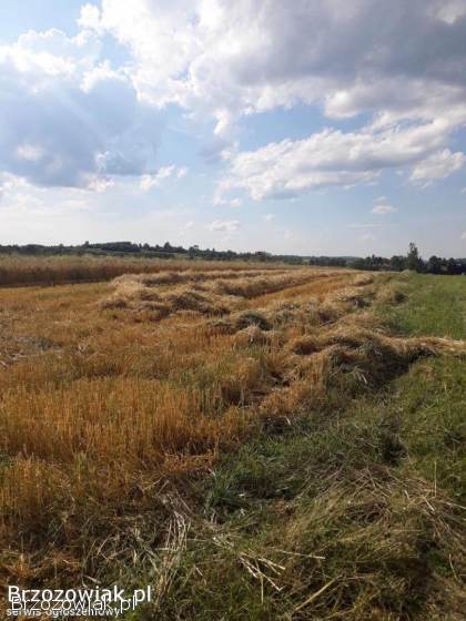 Jęczmień ozimy baloty słoma