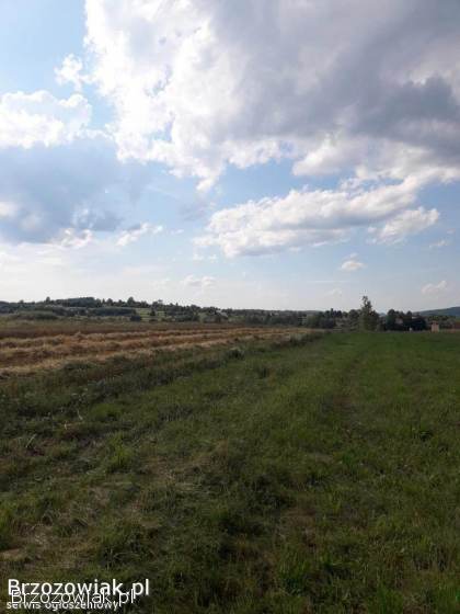 Jęczmień ozimy baloty słoma