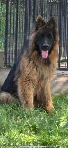 Owczarek niemiecki