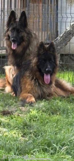 Owczarek niemiecki