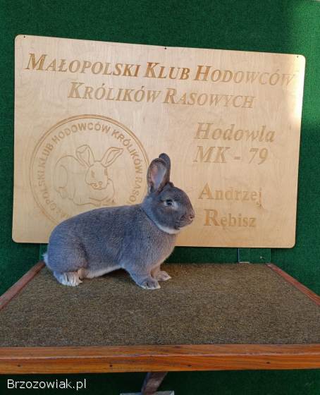 Króliki Wiedeńskie