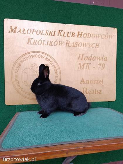 Króliki Wiedeńskie