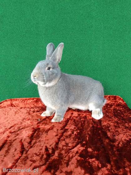 Króliki Wiedeńskie