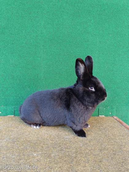 Króliki Wiedeńskie