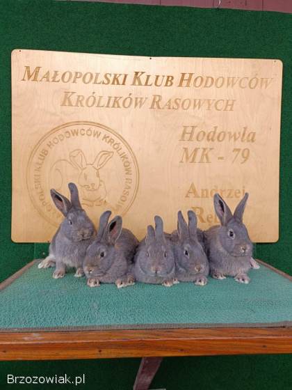 Króliki Wiedeńskie