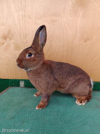 Króliki Wiedeńskie