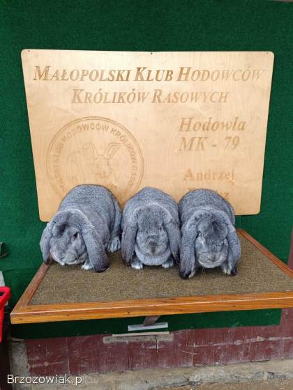 Króliki Wiedeńskie