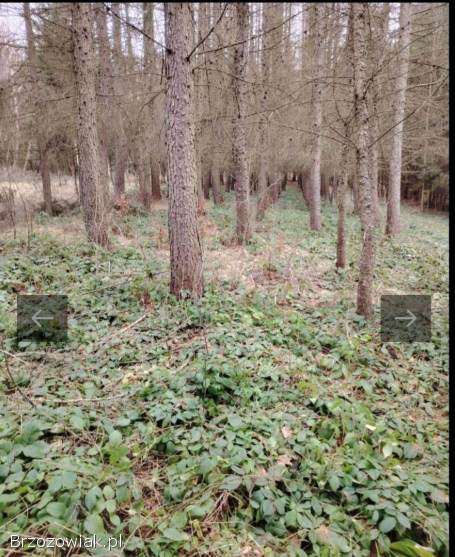 Dzialka rolna zalesiona