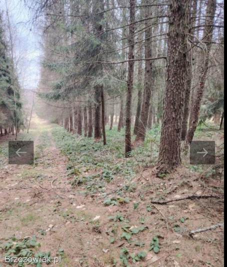Dzialka rolna zalesiona