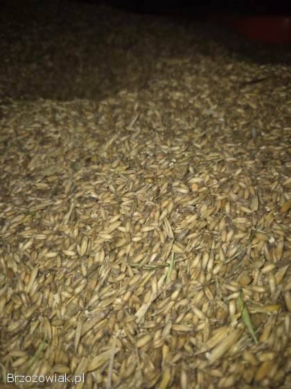 Owies bezłuskowy Amant