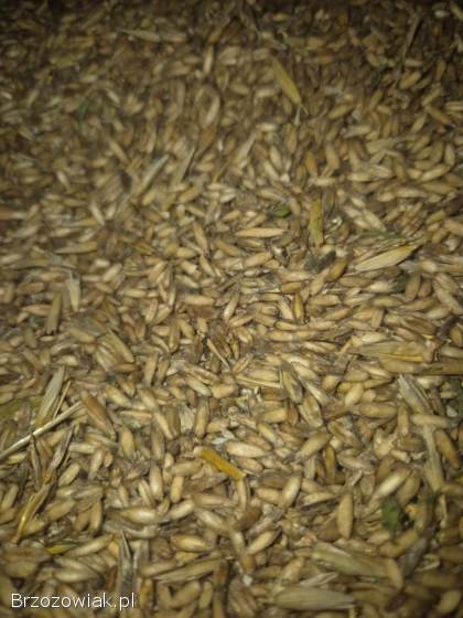 Owies bezłuskowy Amant