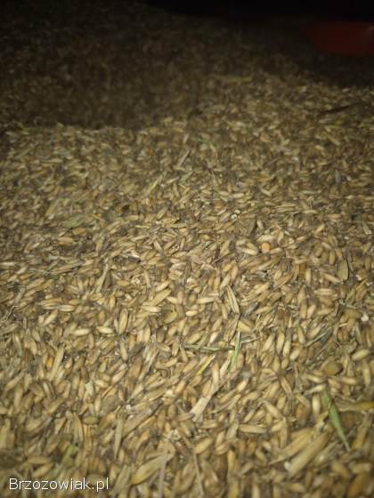 Owies bezłuskowy Amant