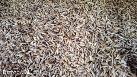 Owies bezłuskowy zbiór 2025