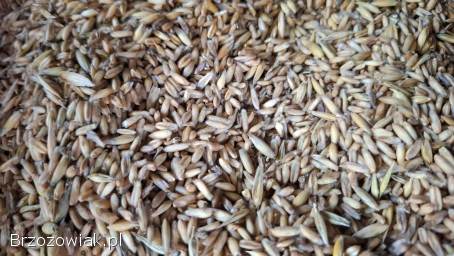 Owies bezłuskowy zbiór 2025