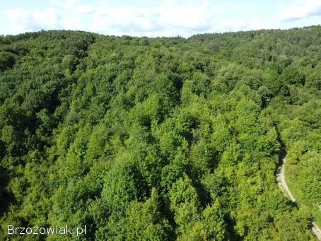 Działka rolno -  leśna położona w miejscowości Pisarowce