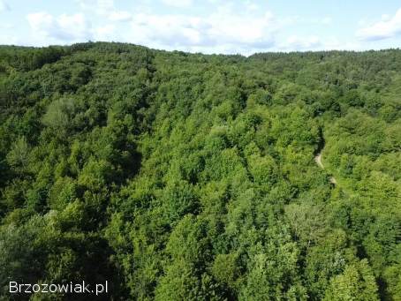 Działka rolno -  leśna położona w miejscowości Pisarowce