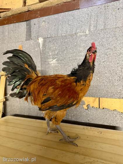 Kogut Vorwerk Forwerk 2025