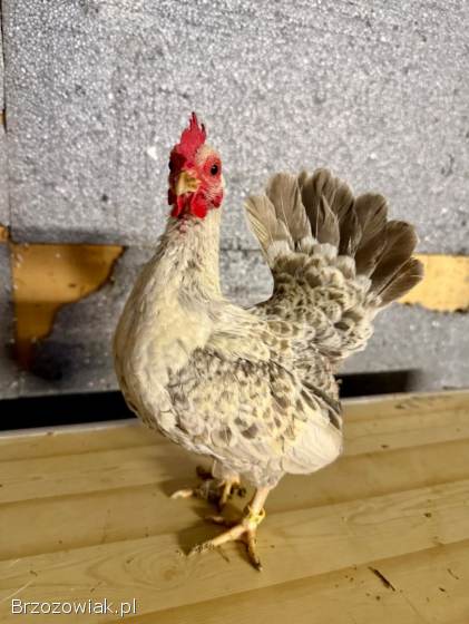 Serama Seramy Kogut Kura Para