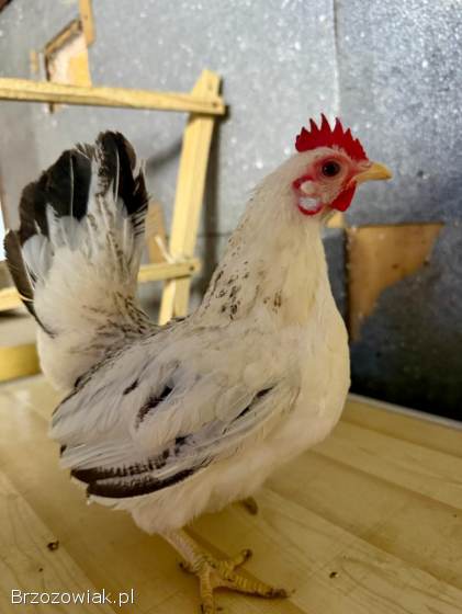 Serama Seramy Kogut Kura Para