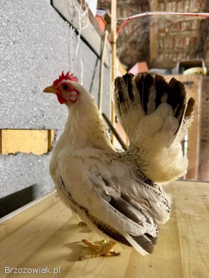 Serama Seramy Kogut Kura Para