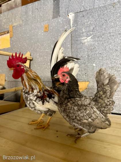 Serama Seramy Kogut Kura Para