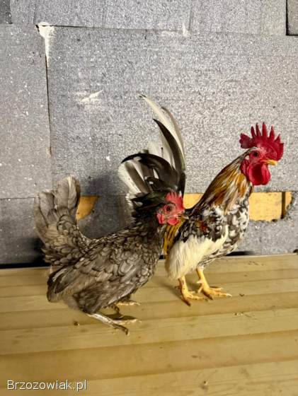 Serama Seramy Kogut Kura Para