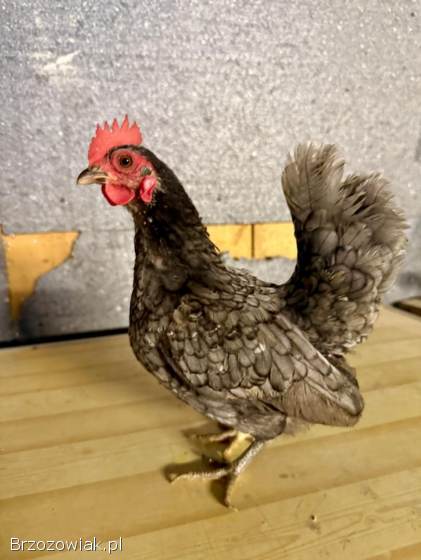 Serama Seramy Kogut Kura Para