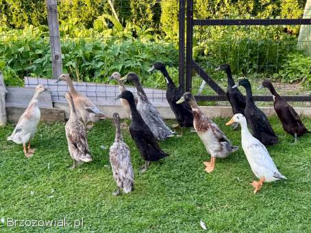 Kaczki Biegus Indyjski Biegusy Kaczory Pary