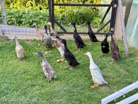 Kaczki Biegus Indyjski Biegusy Kaczory Pary